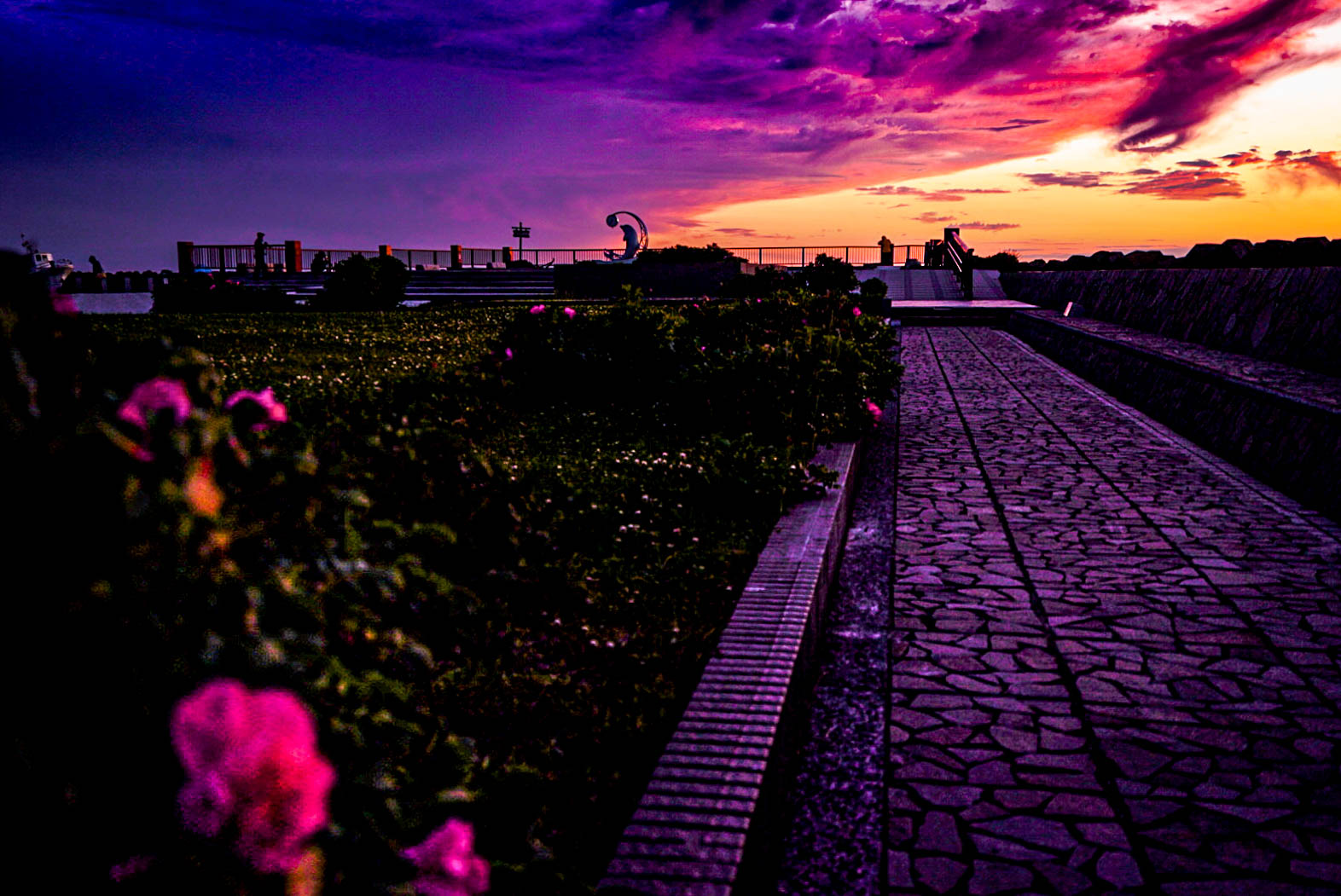 稚内市ノシャップ岬で見た夕暮れに咲くハマナスの写真、CHI_KO Photo GalleryではSONYα7Ⅲで撮影した風景写真のダウンロードが可能です